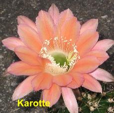 EP-H. Karotte.4.1.jpg 